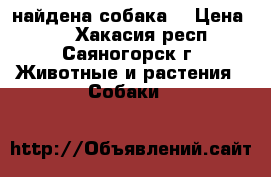 найдена собака  › Цена ­ 1 - Хакасия респ., Саяногорск г. Животные и растения » Собаки   